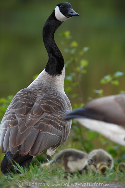 Fürsorgliche Kanadagans Portrait am Gansküken Naturfoto: Vogelmutter bewacht Tierkinder