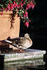 0049_ Ente Vogelbild sonnen unter Fuchsien in Abendlicht Parkidylle Geborgenheit Abendruhe