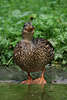hh-7424_ Ente beim Wassergurgeln, Vogel beim Gurgeln am Teichufer in Tierfoto