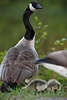 1100492_ Fürsorgliche Kanadagans Portrait am Gansküken Naturfoto: Vogelmutter bei bewachen der Tierkinder