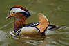 702206_ Mandarinente Aix galericulata Foto Wasservogel im bunten Gefieder schwimmen