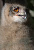 Uhu flaumige Eule Daunen Gefieder Zunge Schnabel gelbes Auge flauschiges Tierkind Fotoportrait