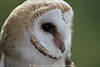 Schleiereule Kopffoto Greifvogel in Weissgefieder Großschnabel seitliches Tierporträt