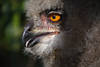 Uhu Jungeule Krummschnabel Auge in Daunen Flaumgefieder Foto Tierporträt
