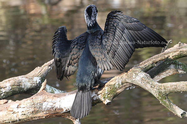 Kormoran trocknet Gefieder sonnen auf Ast ber Wasser