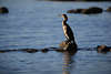Kormoran Foto in Alstersee Blauwasser auf Stein stehender Schwarzvogel Wildlife Tierporträt