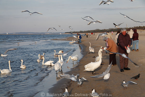 Vogelftterung am Strand durch Seniorenpaar Bild herumfliegende Seevgel am Meer