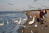 800865_Vogelfütterung am Strand durch Seniorenpaar Bild in herumfliegenden Seevögel am Meer