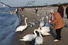 800872_Wasservögel Bild um Frau am Meer herumfliegende Küstenvögel füttern am Strand der Ostsee