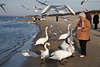 800874_Es wimmelt von Meervögel um Frau am Ostseestrand in Bild Küstenvögel füttern an Seepromenade