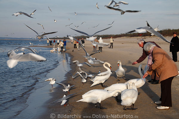Füttern der Seevögel Scharr fliegen an der Ostseeküste durch Senioren Meerspaziergang