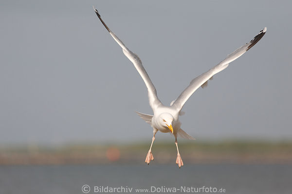 Mwe Seevogel Sturzflugfoto Flgel am Himmel Meerkste weiss Silbermwe in Luft hngen