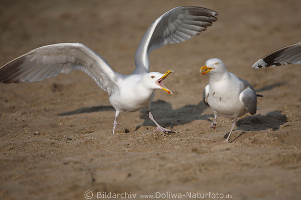 Mwenattacke Schnabel-Drohung Streitschreie Vgelbild Sand laufen Naturportrt zu Fu