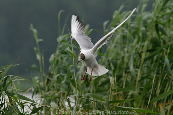 Weivogel Aktionbild Lachmwe Flugportrt vor Grn-Schilf hngend am See