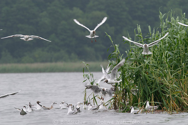 Fliegende Mwenvgel auf See Wasser Sturzflug-Aktion Naturbild