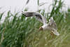 Moewe90_ Fliegende Lachmöwe Flugbild vor Grün-Seeschilf in Luft hängend