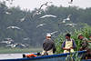 Moewe43_ Fischfang Bilder Möwen-Flug über Fischerboot im Schilf Lachmöwen Silbermöwen