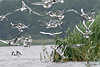 Moewe77_Möwen-Scharren Vögel Flugfoto schwärmen über Seewasser Fische Aktionbild am Schilf