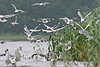 Moewe78_ Scharren Möwenvögel Flugfoto Fischfang-Aktion Naturbild schwärmen im Wasser