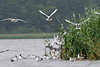 Moewe80_ Fliegende Möwenvögel auf See Wasser Sturzflug-Aktion Naturbild