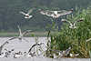 Moewe82_ Möwenscharren Wasservögel Bild Fischfang im Wasser am Schilf schwärmen im Flug