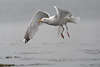 804377_ Großmöwe Füße über Wasser hängen Flügelbewegung Flugbild  Küstenvogel Meerporträt