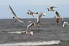 41921_Schwarm der Möwen im Flug Bild vor Meer fliegende Lachmöwe Flugformation über Wasser