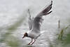 45286_Lachmöwen Vögel Flugbilder Wasserlandung Wildlife Aktion Tierporträts Postermotive