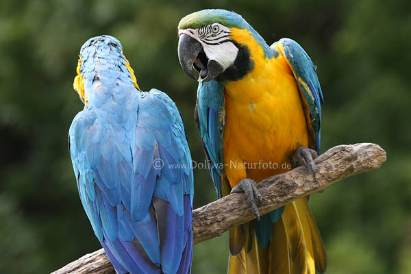Papageien Paar Vgel Aras Arakanga im Gesprch