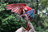 Papagei Ara rot-blau Federkleid Vogel Arakanga Parrot red-blue image