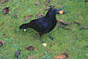 Rabenkrhe Schwarzvogel mit Futterfund Nussschale im Schnabel stehend auf Wiese