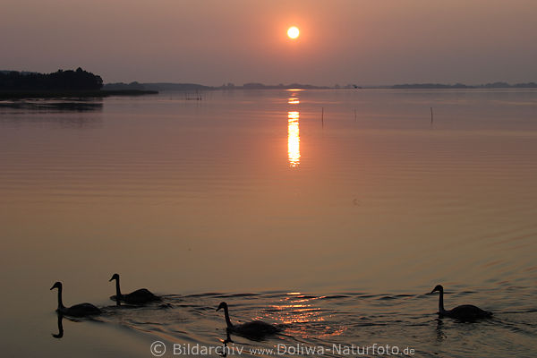 Seevgel Schwne Naturbild bei Sonnenuntergang-Romantik Stillwasser schwimmen