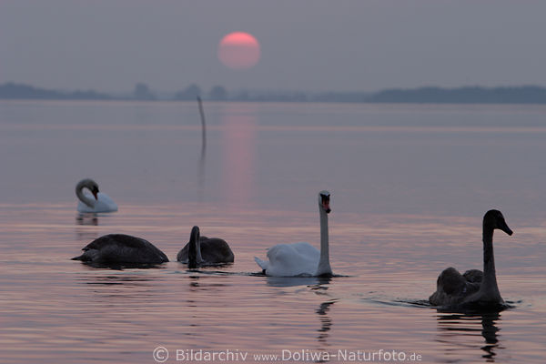 Schwne Vogelfamilie Seefoto unter roten Sonnenkugel am Horizont ber Wasser Naturbild
