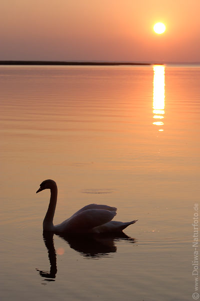 Schwanen Seeromantik Fotos Wasservgel bei Sonnenuntergang Abendruhe Stille Naturbilder