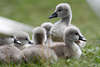 804512_Schwankken ssse Vogelkinder Tierfotografie in Gras grauer Schwanenbaby