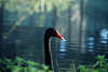 0051_Schwarzschwan Vogelfoto Hals Rotschnabel im Teichwasser Trauerschwan Cygnus atratus