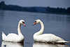 0068_Liebespaar der Weißschwäne Begegnung auf See elegante Wasservögel Naturbild in Seelandschaft