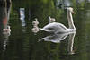 108810_Schwankinder Küken Vögelfoto in Grünwasser Seeidylle  Erkundungstour mit Vogelmutter