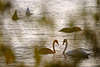 509866_ Schwäne Paare Tauchgang im Wasser Vögel verwischtes Naturbild durch Blätter