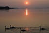 509922_ Seevögel Schwäne Naturbild bei Sonnenuntergang-Romantik Stillwasser schwimmen