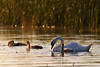 Schwanvögel am Schilf Wasser Seeidylle Foto Abendlichtstimmung Naturaufnahme