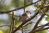 Spatzbild Jungvogel in Baumgestrpp Hellgefieder Sperling Auge in grn Naturfoto