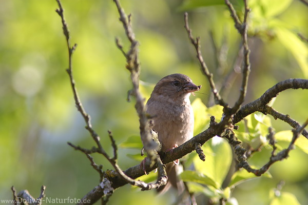 Spatz Weibchen in Zweigen hell grn Naturfoto Sperling-Vogel mit Beute