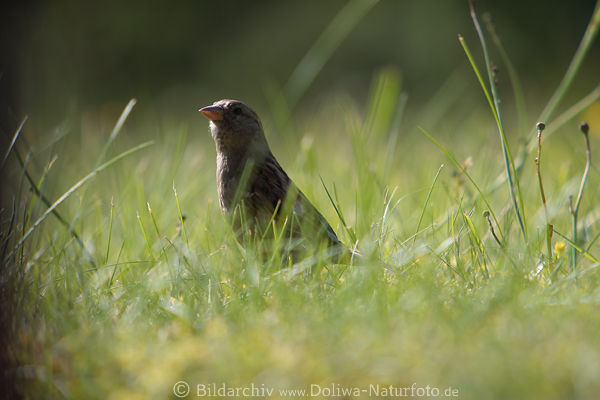 Spatzel Weibchen Foto in Wiese Grser sphen nach Nahrung Vogel Sperling Wildlife Bild