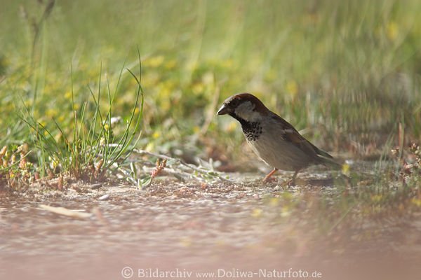 Sperling Mnnchen Jagdportrait Wildlife-Photo Singvogel