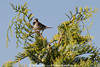 Haussperlingsmnnchen Bild Vogel mit Schwarzfleck im Gefieder Aufnahme in Baumkrone-Zweig am Himmel