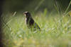 1400804_Spatzel Weibchen Foto in Wiese Grser sphen nach Nahrung Vogel Sperling Wildlife Bild