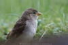 1400809_Spatz Foto kleiner Sperling groer Portrt niedlicher Jungvogel Auge dicker Schnabel grau Gefieder