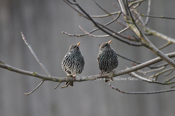 Stare Vogelpaar Astsitz niedliches Portrt in Natur lange Schnbel nach oben schauend