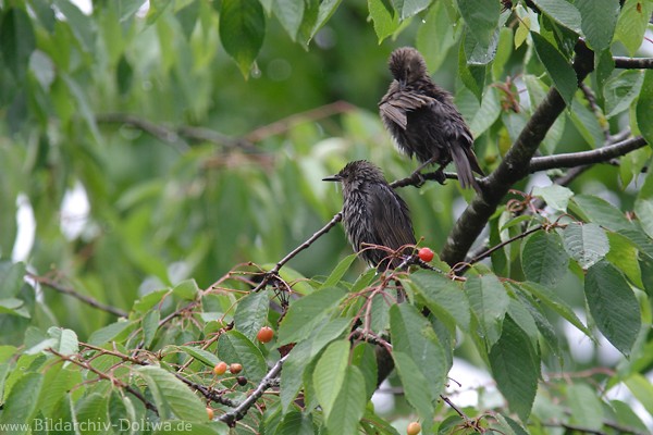 Stare Vogelpaar in Kirschbaumblttern Foto bei Obstbeeren nach Fruchtmahlzeit 210988 Bild